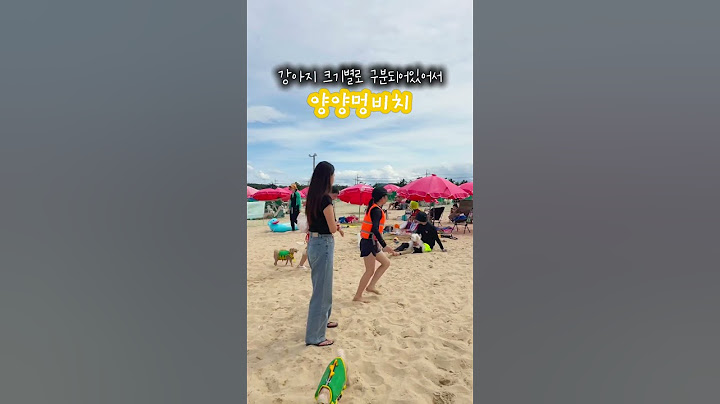 🐶 양양멍비치 - 소형견부터 대형견까지 뛰어놀 수 있는 바닷가 🌊 #강아지브이로그 #강아지일상 #애견영상 #귀여운강아지 #강아지동반여행 #양양멍비치 #멍비치 #댕댕이