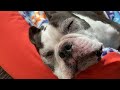 Sleepless Boston Terrier Episode 52