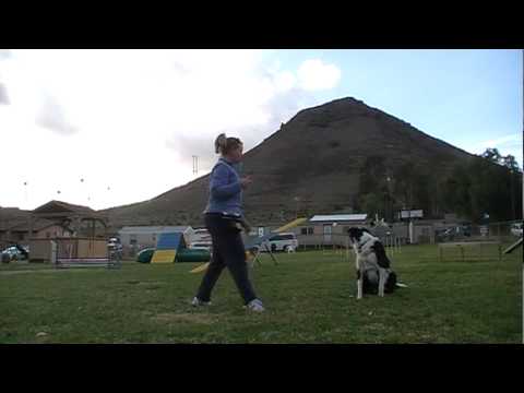 วีดีโอ: การฝึกสุนัข: ทำความเข้าใจตัวชี้นำพิษ