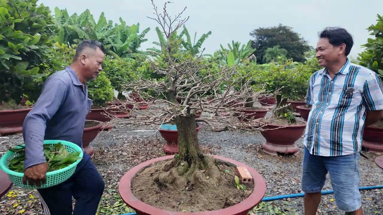 Vì sao MAI NỞ SỚM 4 lần Hoàng Mai vẫn bán CHAY BO Siêu Bông Sài Gòn? Huỳnh Tú mê mẩn dàn phôi tứ quý