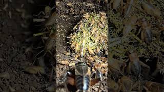 What’s Inside a Cricket's Burrow? 24 Hours with a Body-Mounted Micro-Cam 🦗🔦