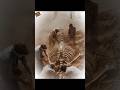 Most Shocking Things Found Underground 🤔