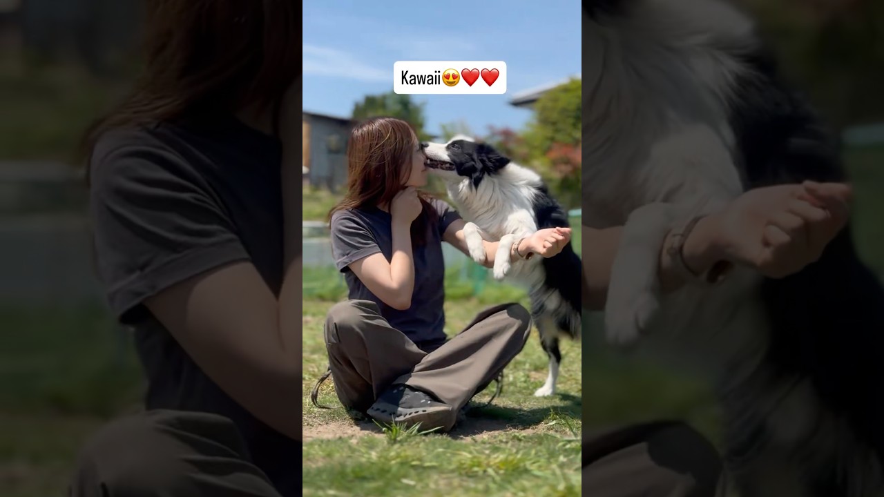 甘えん坊な相棒が可愛すぎる件　#dog #doglife #dogtricks