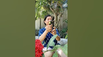 Kéo cắt tỉa cành cây #medaocherry