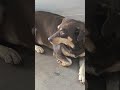 #cutepets #petsfofinhos #pets #petlover #amor #dogs #dogshorts #doglove #amigos