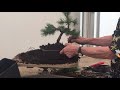 Making Bonsai from a Mugo Pine
