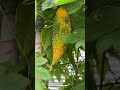 Ripe bitter melon