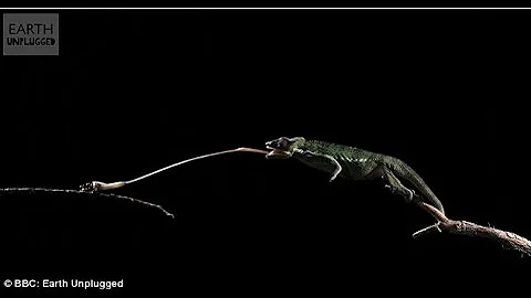 EXTRAORDINARY HD video of chameleons using their tongues