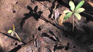 Everglades Mountains and Valleys: Mangrove