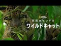 【FULL】気高きインドのワイルドキャット (声：前野智昭)「カモフラージュの能力」| ナショジオ