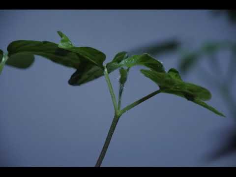 アサガオ双葉 本葉ii 101 Youtube