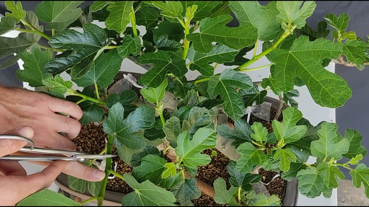 Ramificar un Bonsai de Higuera | Metodo Apache | Explicación Práctica