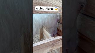 I found a rare albino horse 🐴