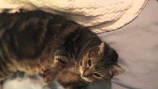 Our Cat