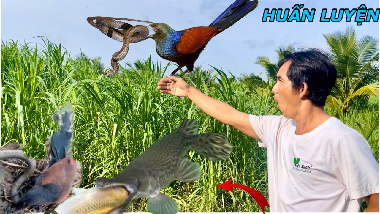 Huấn Luyện Tập Chim Bìm Bịp Bị Cục Mỏ Đi Săn Rắn Hổ