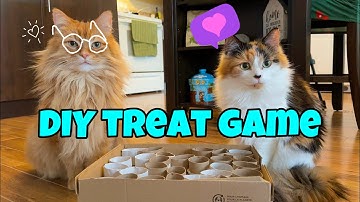 How To Make A DIY Cat Treat Puzzle