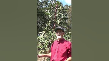 Tulsa bananas and the deep mixed mulch