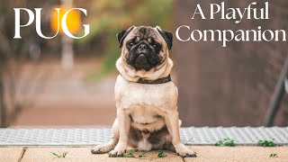 Pug : A Playful Companion by FurryFriends 311 views 3 months ago 7 minutes, 39 seconds