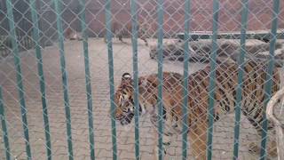 Kaplan sesi Tiger sound attack Resimi