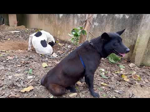 Video: Cách Chọn Một Chú Chó Săn
