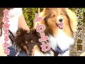 【Shetland Sheepdog シェットランドシープドッグ】まさか出会うなんて⁉️愛犬ボーディの散歩 癒しのシェルティ君