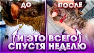 Это НЕВЕРОЯТНО😱 как быстро идет на поправку Борис🥺🙏 ранка затягивается. Ориону не легче