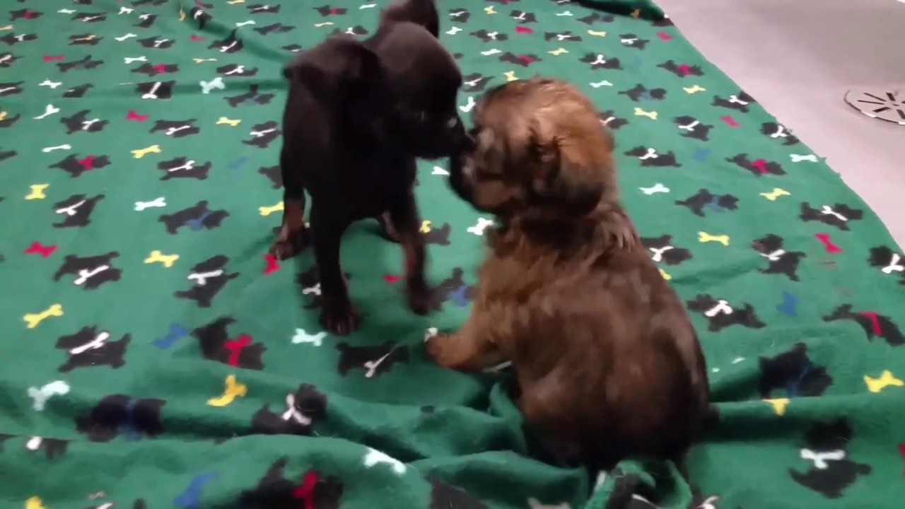 Smooth and rough coat Brussels Griffon puppies YouTube