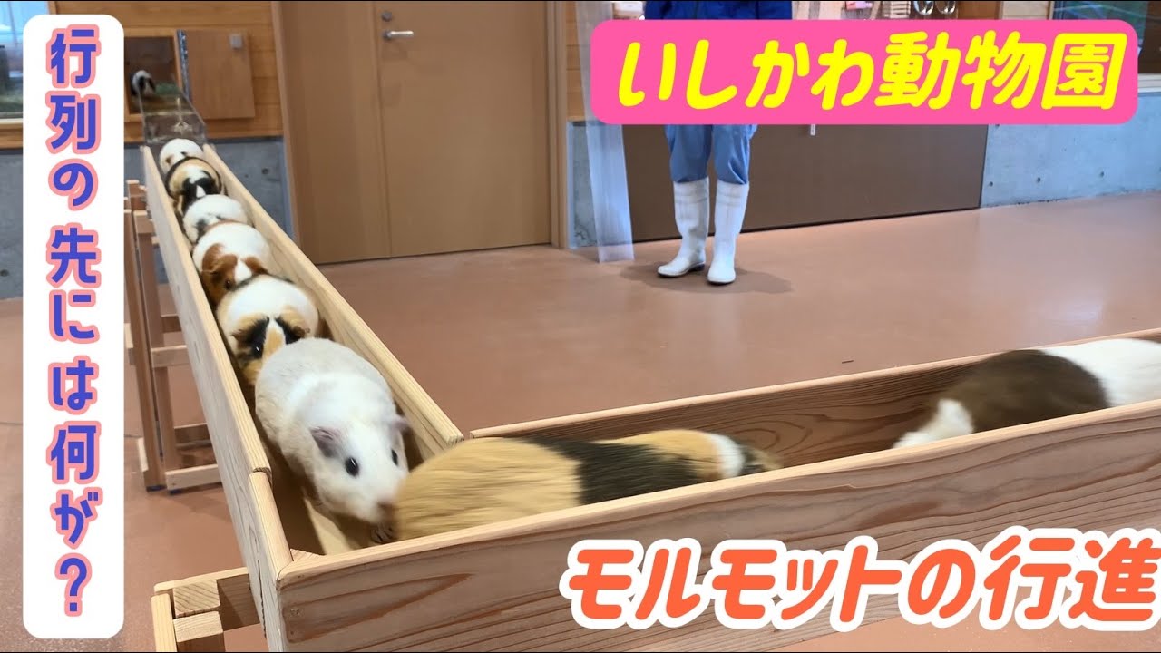 【癒される…可愛い過ぎるっ！】モルモットさんに会いに行ってきました！いしかわ動物園
