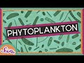 Microscopic Life in a Drop of Water! | Phytoplankton | Amazing Animals | SciShow Kids