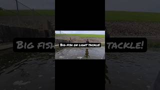 Big fish on light tackle! Check out what we hooked into on the full video on YouTube!