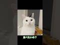 「お腹すいてんの?」と聞くと頷く猫w