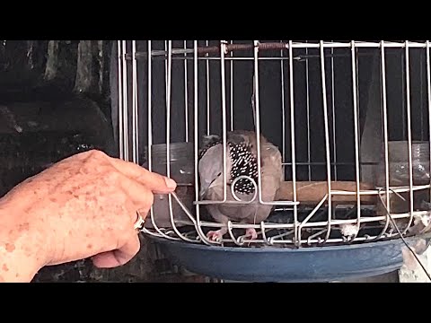 Video Luyện chim Cu khách hay nhất 2020/ Chim Cu gáy - youtube