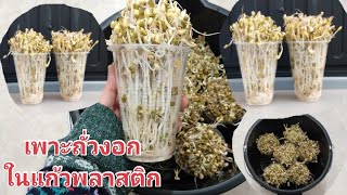 เพาะถั่วงอกในแก้วพลาสติก ง่าย ทำได้ในพื้นที่จำกัด || Grow bean sprouts in plastic cups (28 Jan. 22)