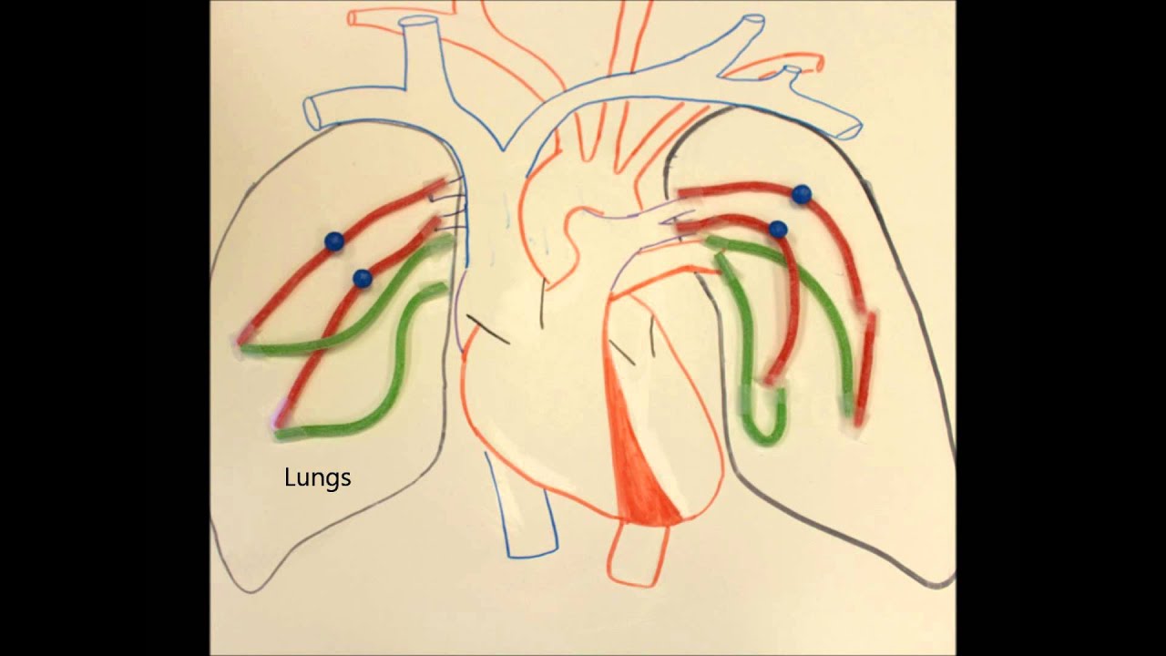 Blood Flow through the Heart and Lungs - YouTube