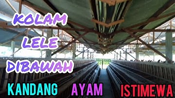 Kandang ayam petelur istimewa dan rapi di atas kolam lele