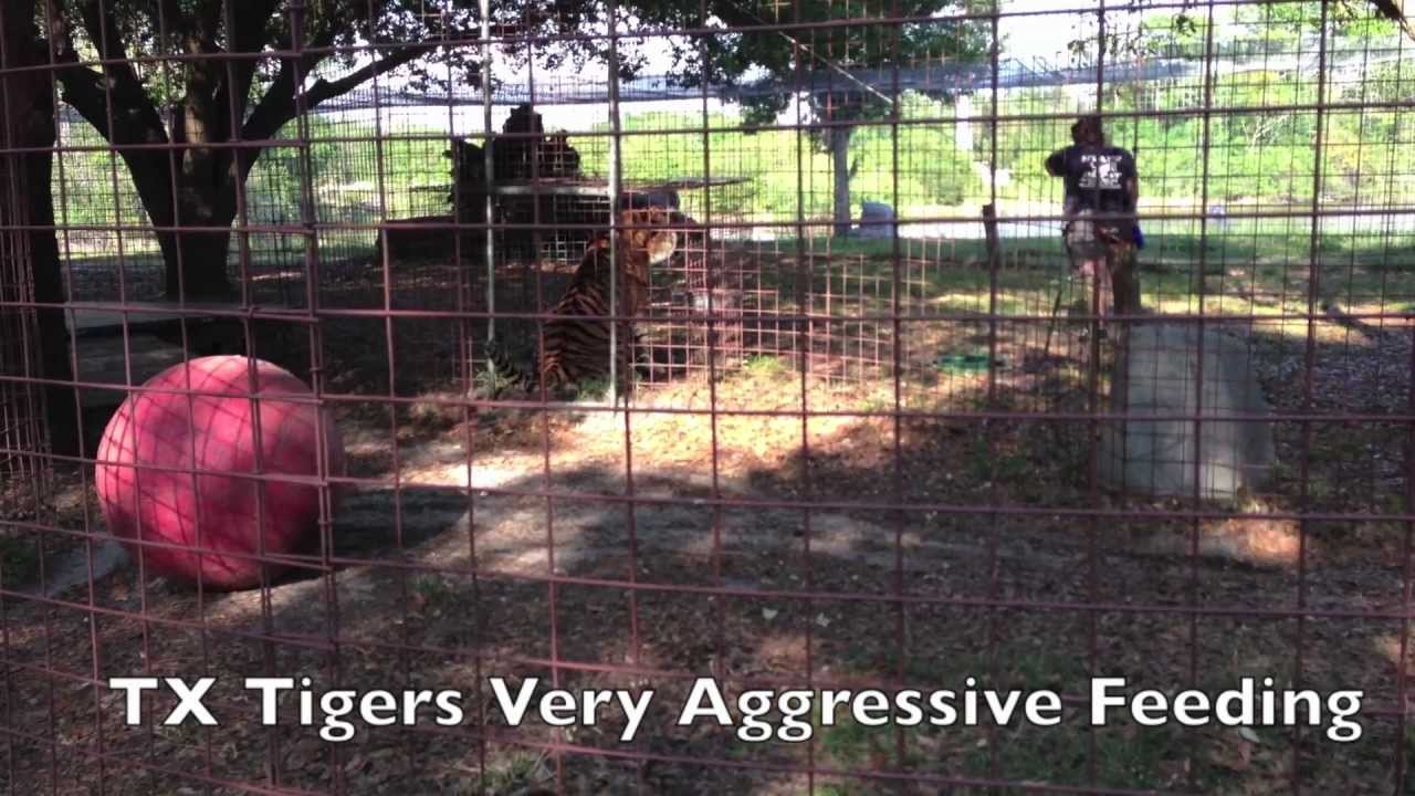leopard print Tiger Feeding Time at Big Cat Rescue