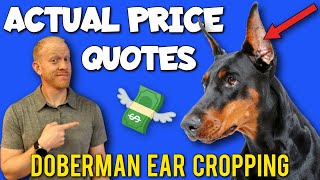 How Much Does Ear Cropping a Doberman Cost-11 Real Prices