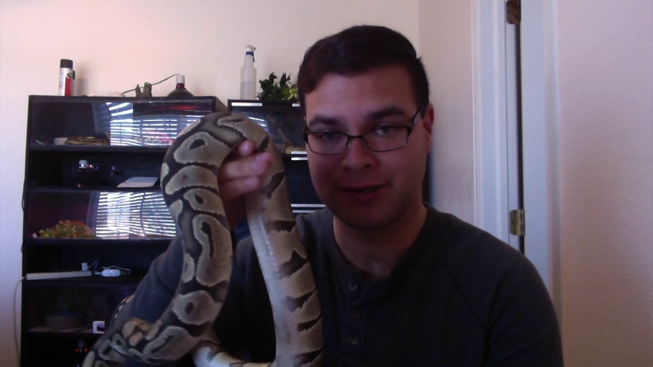 camera iphone 8 plus apk Crazy Snake Man and all of his Snakes