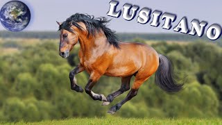 TOP Beautiful Lusitano Horse in the World!