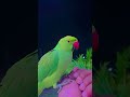 papa ko kaise bulate hai #parrot #talkingparot #funnyanimal #funny #nonstoptalkingparrot