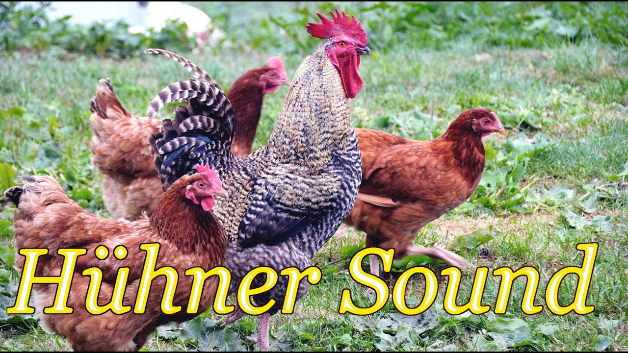 Hühner Gackern - Hühner Sound