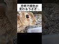恐怖で明らかに顔色が変わるうさぎ