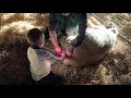 Lambing Live 2021