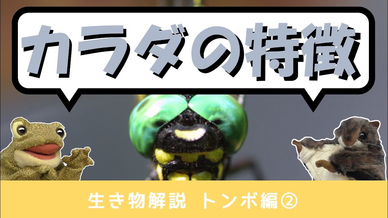 生き物解説 飛ぶ技術は昆虫界ナンバーワン トンボの体の秘密にせまる トヨタの森 公式ブログ 生き物解説 飛ぶ技術は昆虫界ナンバーワン トンボの体の秘密にせまる トヨタの森 公式ブログ