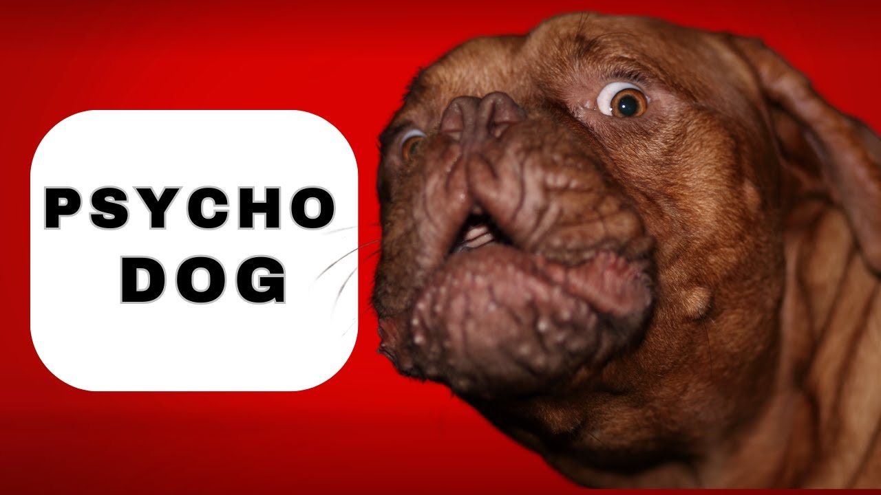 How to Train a Hyper Dog to Calm the F* Down - YouTube