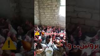 البروتين ده هيدمر صحتك.. السر اللي مخبينه عنك! 🤢