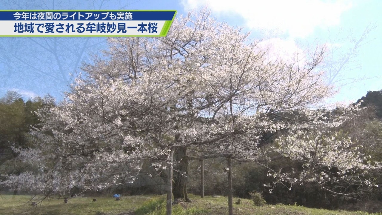 The beloved Mugi Myoken single cherry tree [TV Tokushima] - YouTube