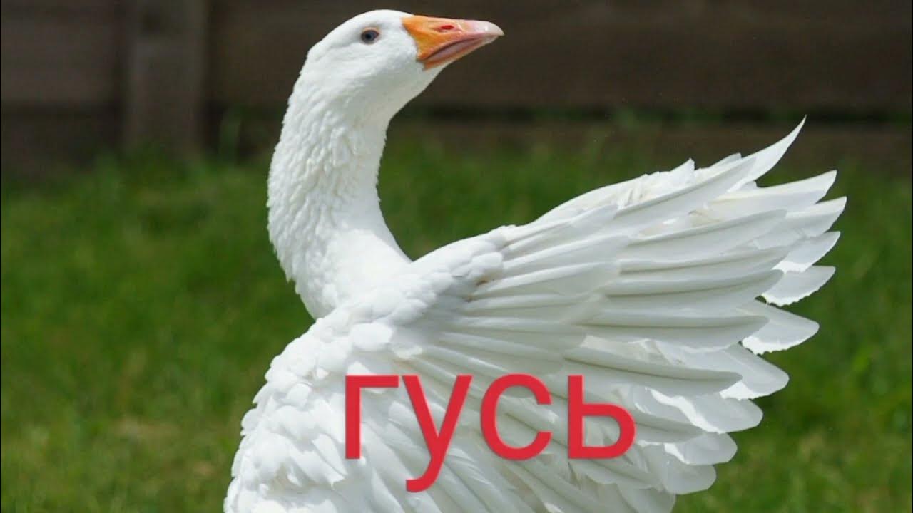 К чему снятся белые гуси женщине