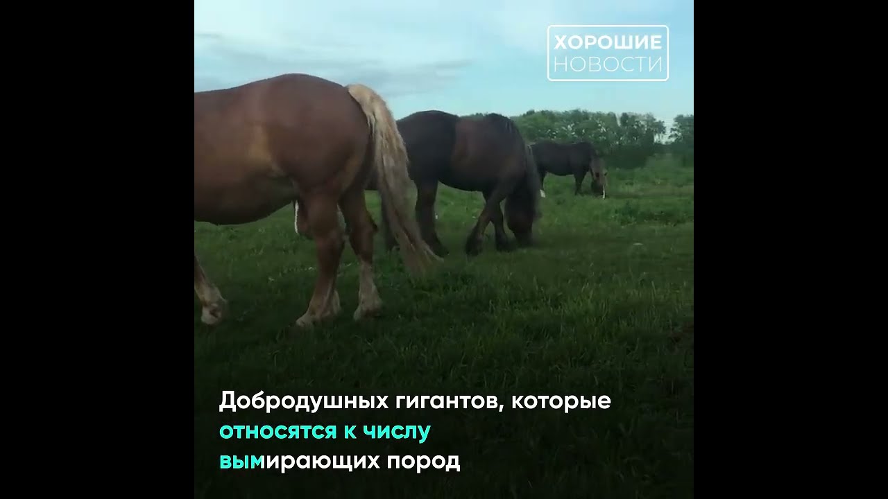 Купить Лошадь Во Владимирской Области