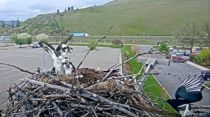 Black-billed Magpie Investigates Hellgate Osprey Nest, Chased Away By Male – May 7, 2024 - DayDayNews